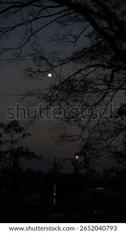 Full Moon Framed by Tree Branch Shadows – Clear Night Sky and Natural Silhouette