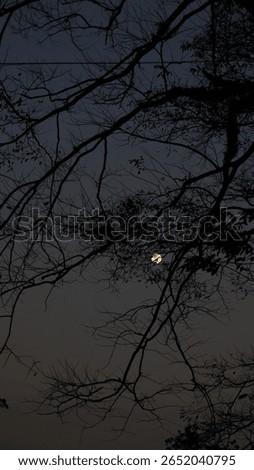 Full Moon Framed by Tree Branch Shadows – Clear Night Sky and Natural Silhouette