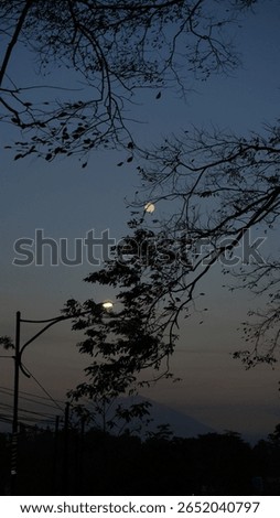 Full Moon Framed by Tree Branch Shadows – Clear Night Sky and Natural Silhouette