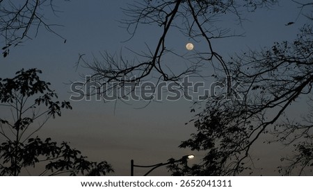 Full Moon Framed by Tree Branch Shadows – Clear Night Sky and Natural Silhouette - Street Light Pole with Lamp On at Dusk – Early Evening Urban Scene