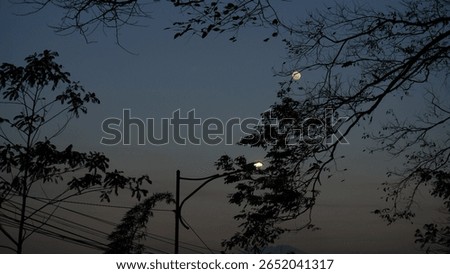 Full Moon Framed by Tree Branch Shadows – Clear Night Sky and Natural Silhouette - Street Light Pole with Lamp On at Dusk – Early Evening Urban Scene