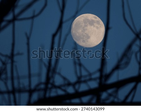 full moon framed in tree branches 