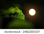 full moon hiding behind a tree, well lit leaves and flowers