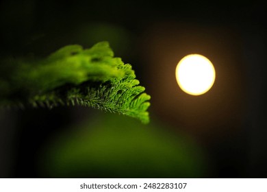 full moon hiding behind a tree, well lit leaves and flowers - Powered by Shutterstock