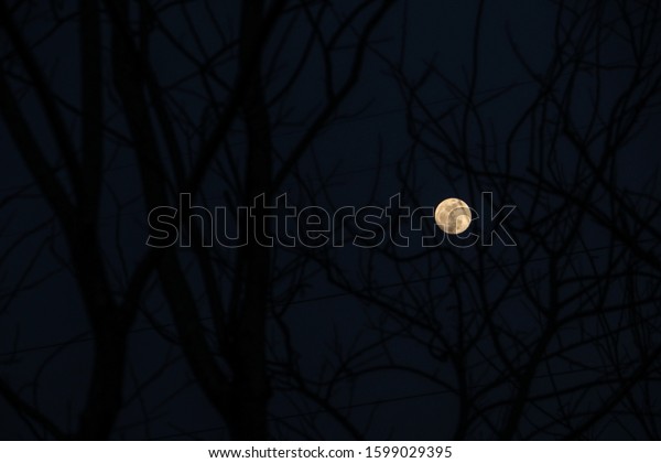 full moon in the mystery forest at midnight , selective\
focus moon 