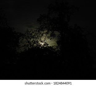full moon on the background of black silhouettes of trees and clouds, halloween