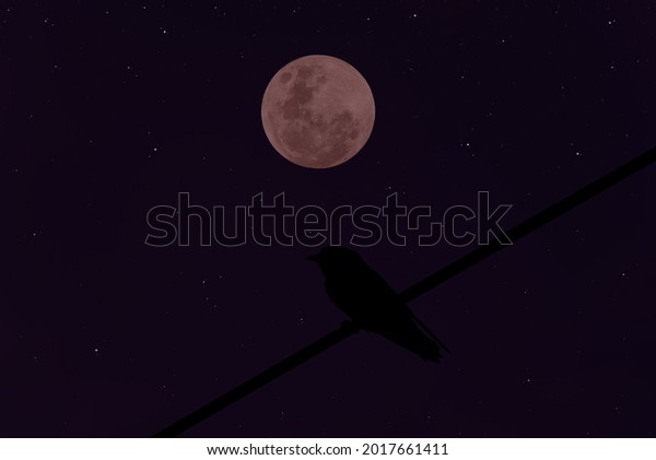Full moon on sky with bird silhouette on electric\
wire in the night.