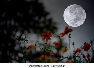 Full Moon On The Sky With Silhouette Flower.