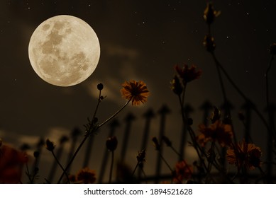 Full Moon On Sky Silhouette Flowers Stock Photo 1894521628 | Shutterstock