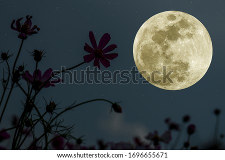 Full moon on the sky with silhouette flowers at night.