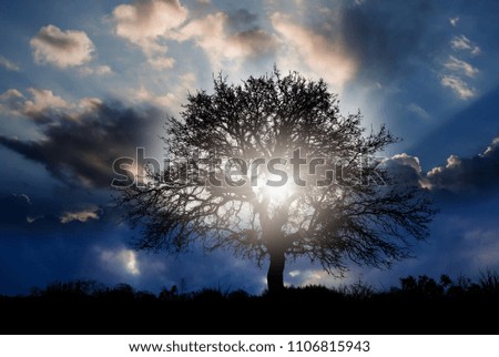 Similar – Light and shadow Tree