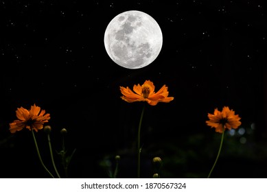 Full Moon Over Cosmos Flower Dark Stock Photo 1870567324 | Shutterstock