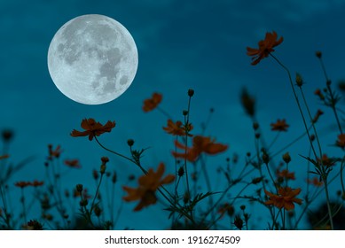 89,737 Flowers On Moon Images, Stock Photos & Vectors | Shutterstock