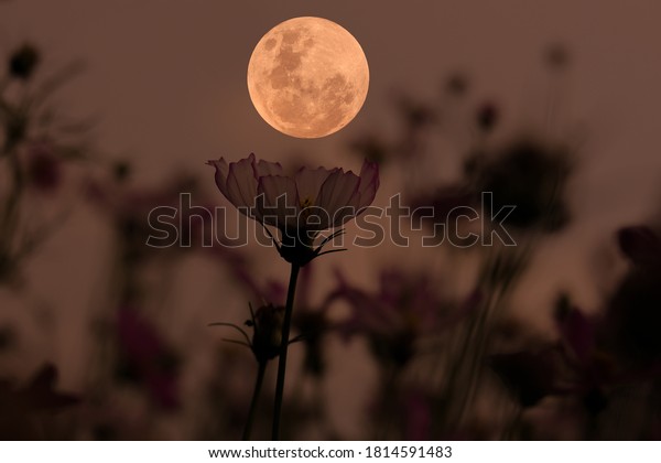 Full moon over\
cosmos flowers in the\
evening.