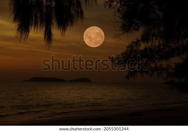 Full moon\
over the sea with silhouette tree\
branch.