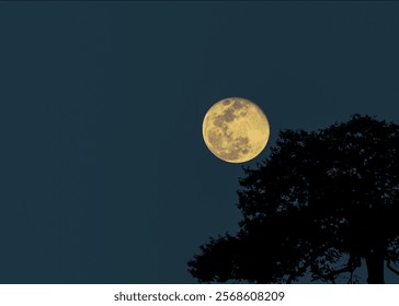 full moon over the tree branches in silhouette 