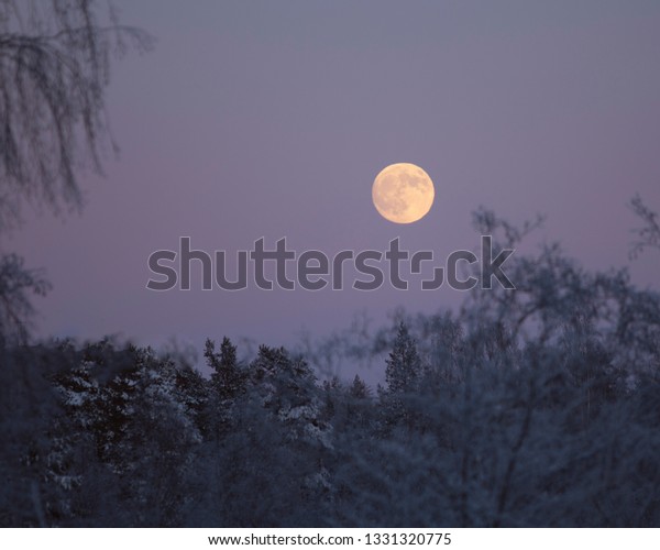 Full Moon over Winter\
Forest
