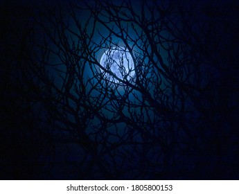 Full moon peaking through trees