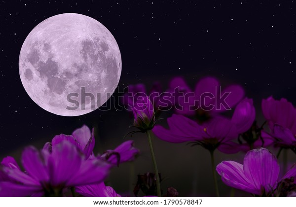 Full moon\
with purple cosmos flowers in the\
night.
