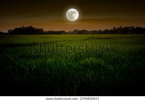Full\
moon in rice field. Dramatic night with\
moonlight