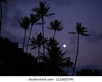 8,243 Palm And Moon Stock Photos, Images & Photography 