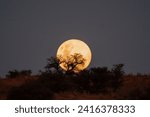 Full moon rising over a dune