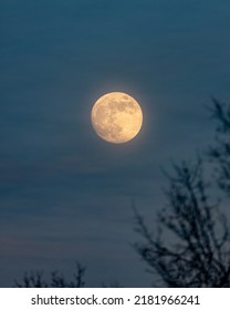 Full Moon Rising Over The Tree Line With Soft Ethereal Hazy Light Illuminating High Level Clouds. Long Island New York