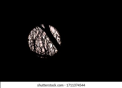 Full moon seen through tree branches