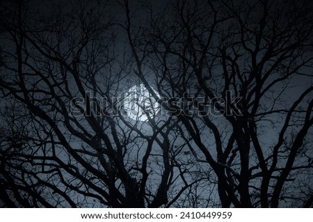 full moon seen through tree branches