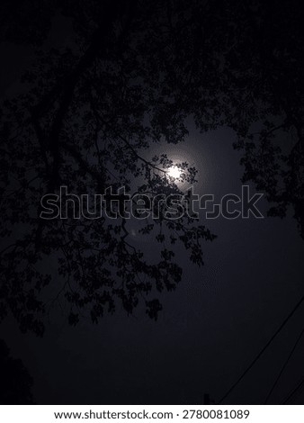 Full moon shining through dark tree silhouettes at night