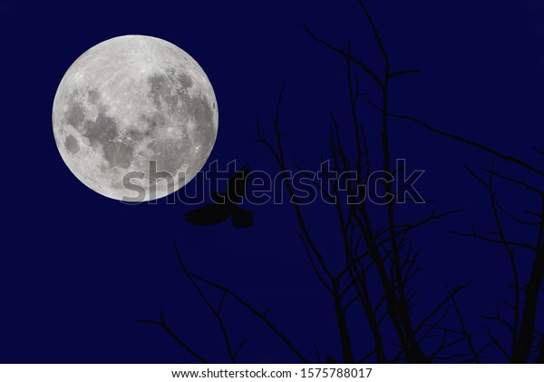 Full moon with silhouette bird and branch of tree on\
blue sky.