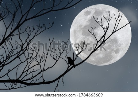 Full moon with silhouette tree branch and bird in the night.