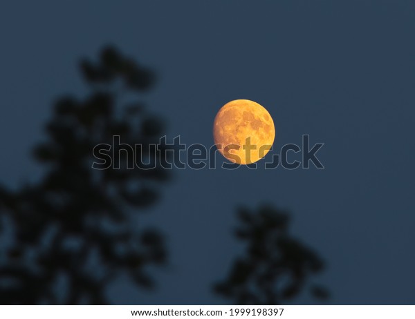 Full moon in sky. Night photo.\
Silhouette of dark tree branches with leaves. The bright orange\
moon behind trees. Moonlight. Midnight sky. Night time.\
