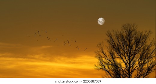 full moon in the sky at sunset. silhouette of tree and birds - Shutterstock ID 2200687059