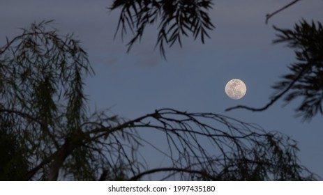 Moon Between Trees High Res Stock Images Shutterstock