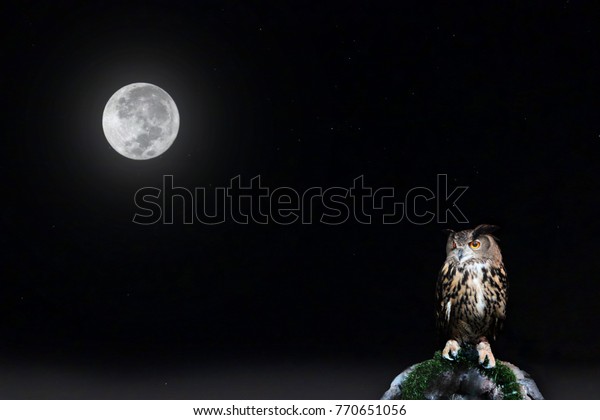 Full\
moon and star on night sky with owl perched on\
rock.