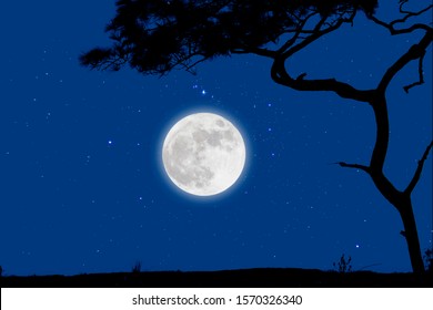 Full moon in starry night over grass with tree. - Powered by Shutterstock