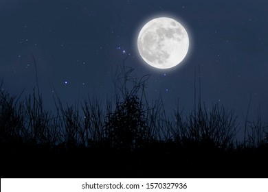 Full moon in starry night over grass. - Powered by Shutterstock