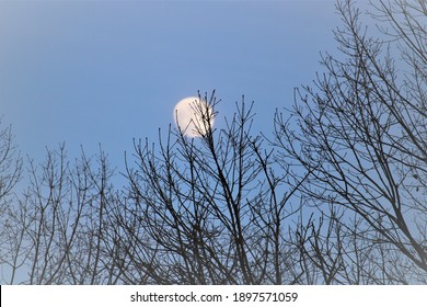 Full moon through bare branches