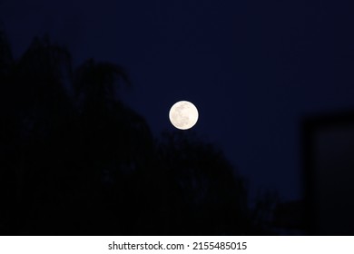 Full Moon Through Palm Frond Shadows