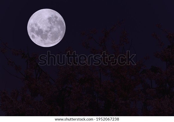 Full moon with\
tree branch silhouette at\
night.