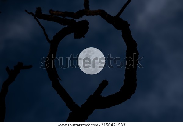 Full\
moon with tree branch silhouette in the dark\
night.