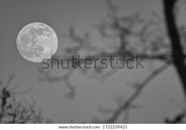 full moon with tree in\
the foreground