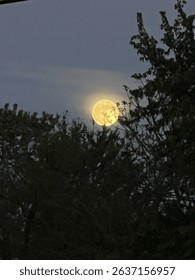 Full Moon in the Trees