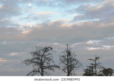 a full moon in the upper left corner of the image against a morning sky filled with gray clouds and a few silhouettes of small trees in the lower part of the image