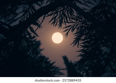 full moon view through the branches of trees