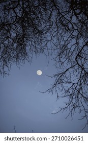 The full moon is visible through bare winter branches against a blue sky.