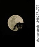 Full moonrise with tree silhouette in front