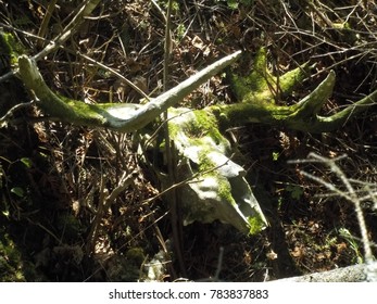 A Full Moose Skull Found Off The Trails Of Isle Royale