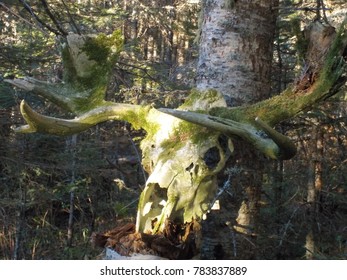 A Full Moose Skull Found Off The Trails Of Isle Royale